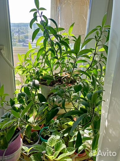 Комнатные растения цветы бесплатно