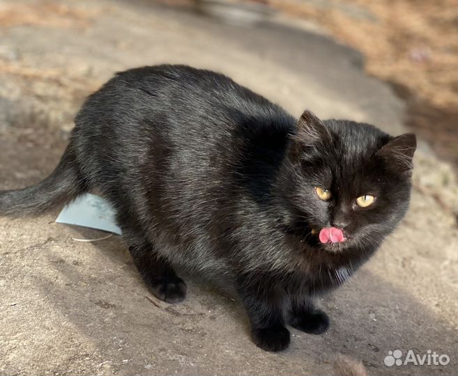 Кошка котята