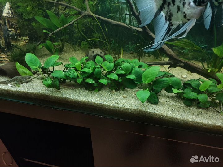 Аквариумные растения