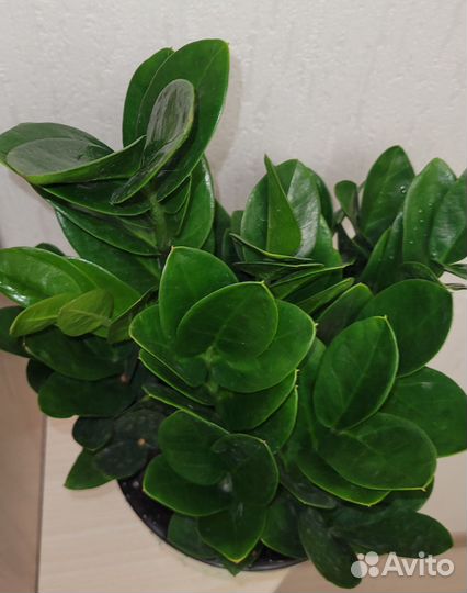 Замиокулькас овальный лист