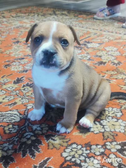 Стаффордширский бультерьер