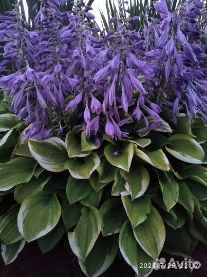 Хоста многолетка