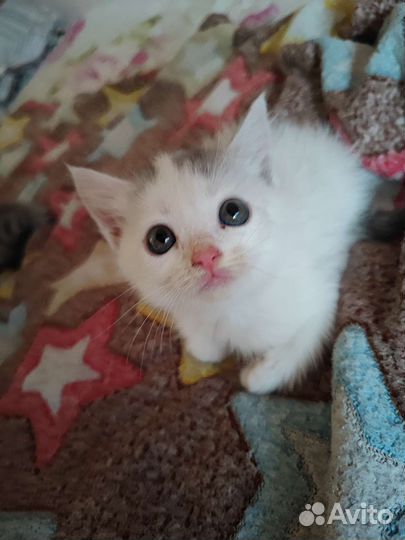 Котенок девочка в добрые руки