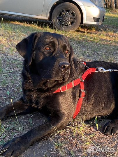 Щенки лабрадора