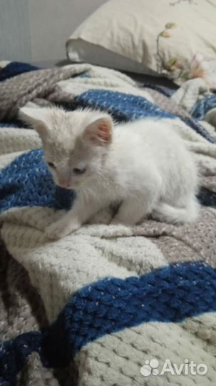 Кошечка в добрые руки