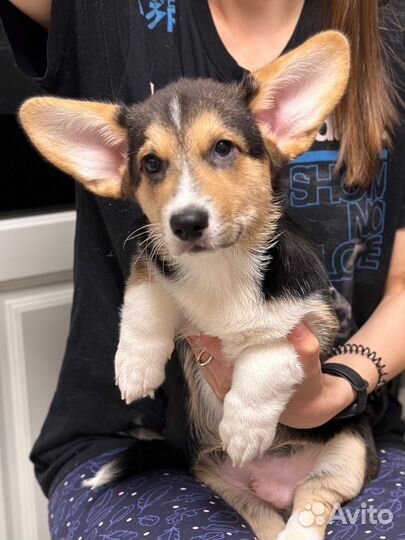 Щенок вельш корги пемброк