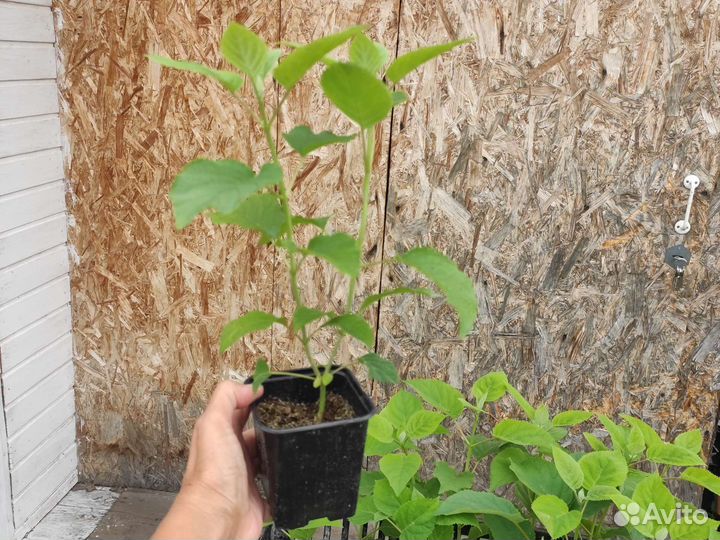 Гортензия древовидная Анабель