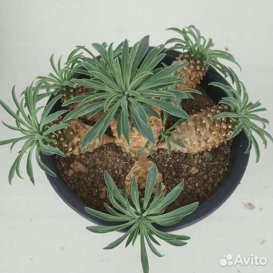 Эуфорбия габизан