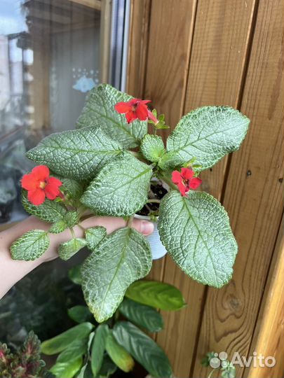 Сортовые эписции