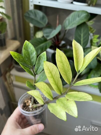 Замиокулькас Лонг лиф, Акебоно, Зензи