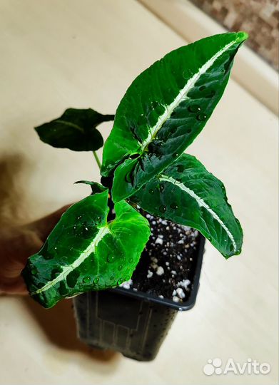 Сингониум Вендланда