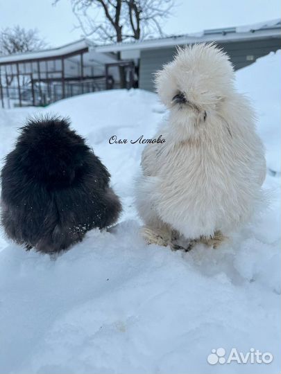 Китайские шелковые куры