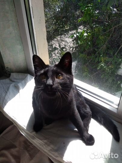 Замечательная маленькая пантерка ищет передержку