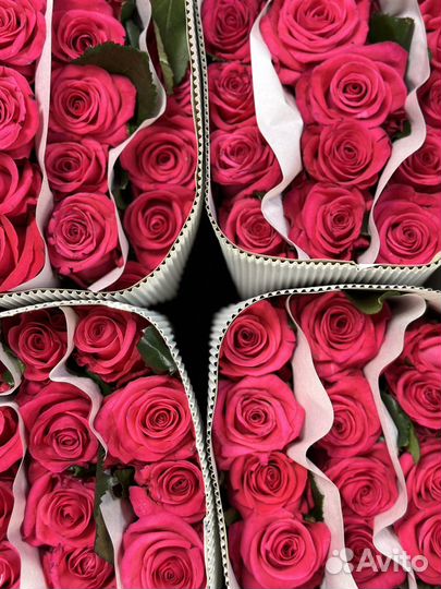 Растения, роза, 51 роза, 101 роза, букет роз