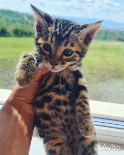 Бенгальская