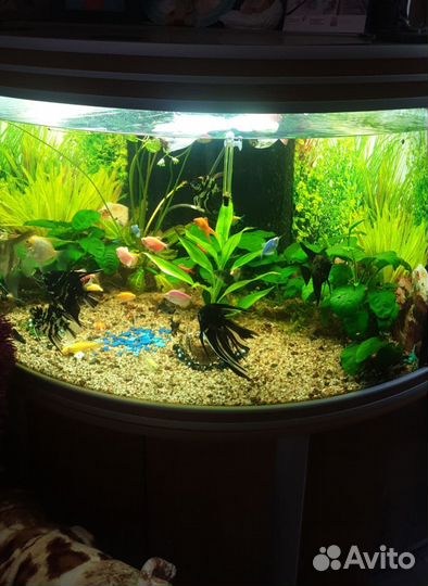Аквариум 180 л. с тумбой бу