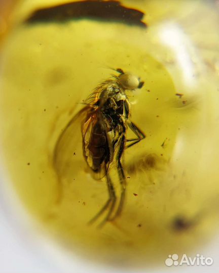 Янтарь Кулон с Инклюзом Серебро 925