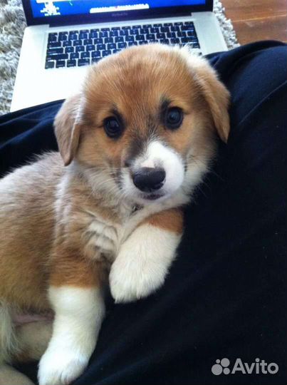 Щенки из приюта ищут семью