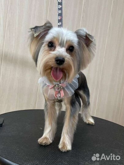 Собаки ищут дом