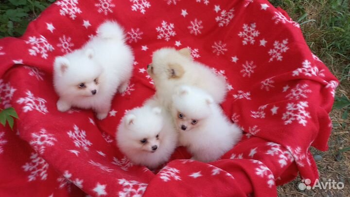 Щенки померанского шпица