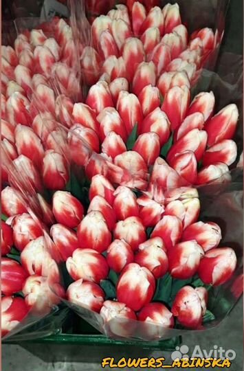 Тюльпаны к 8 марта