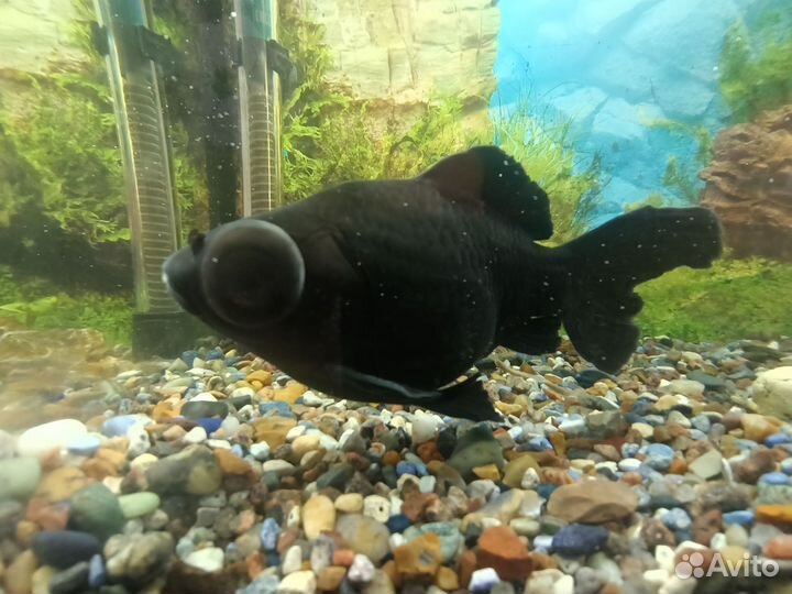 Рыба телескоп