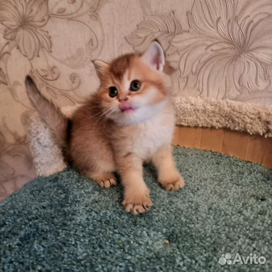 Британские золотые котята