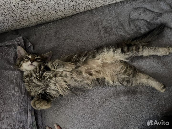 Кошечка в добрые руки