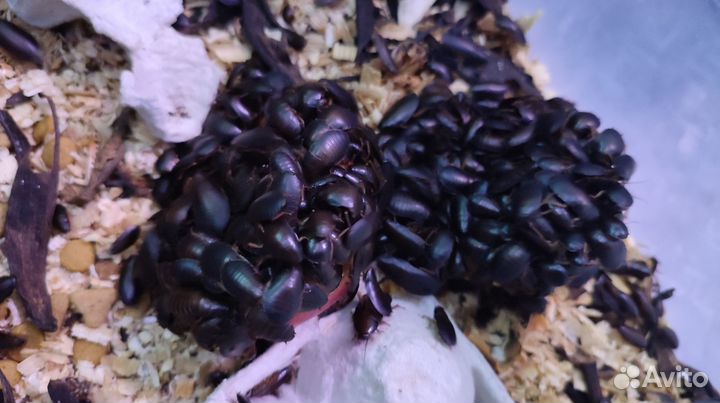 Доставка / Таракан Мраморный