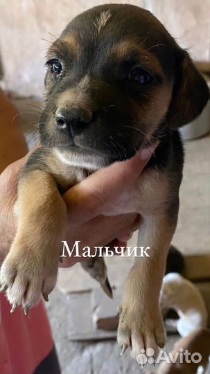 Щенки питбуль