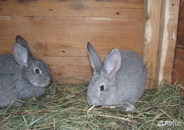 Кролики мясных пород