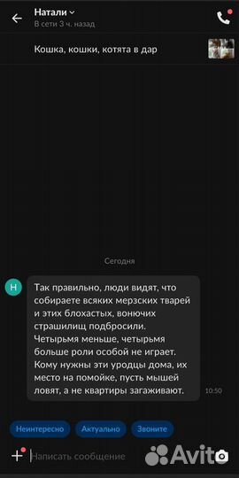 Кошка, кошки, котята в дар