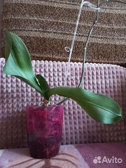 Орхидея фаленопсис