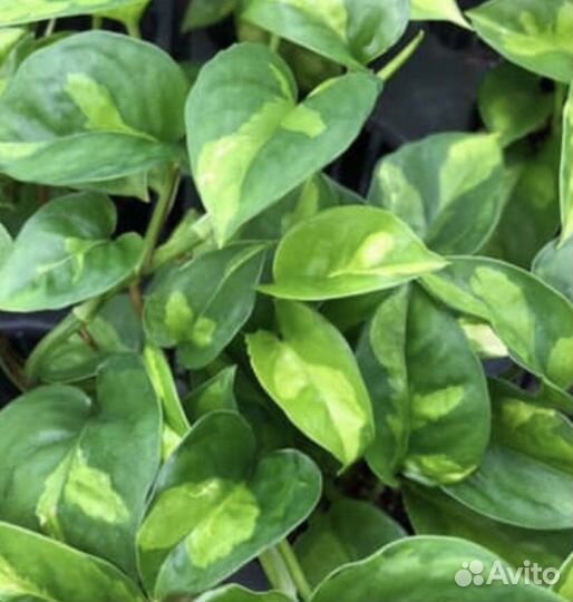 Сциндапсус global green