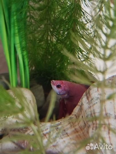 Рыбка петушок, пестро фиолетового цвета