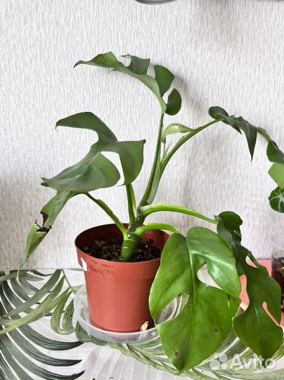 Монстера минима