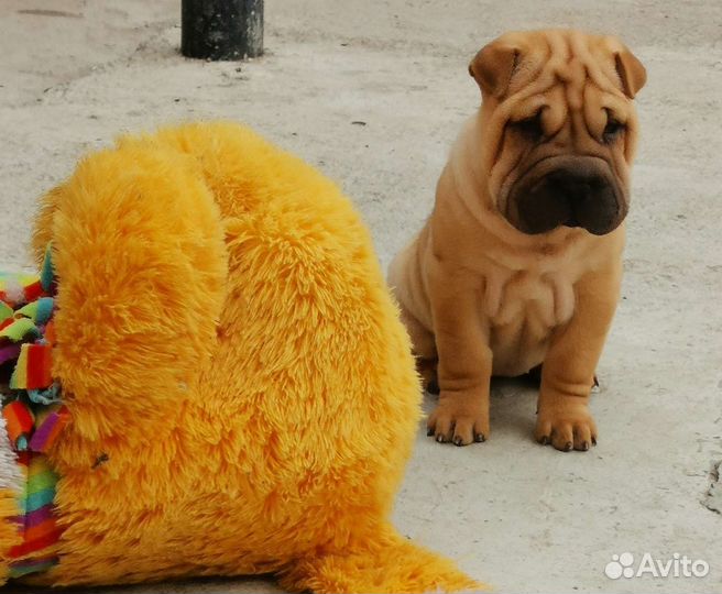 Щенки шарпея с документами