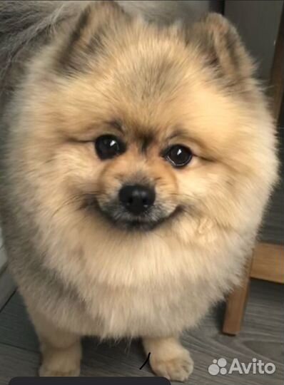 Студия груминга «Хвостики»