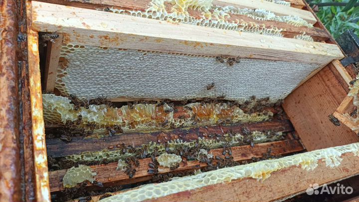 Улей с пчелами
