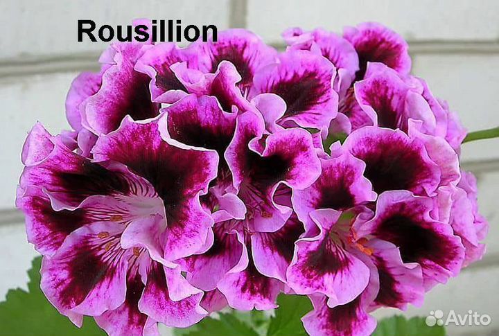 Rousillion и др. сорта