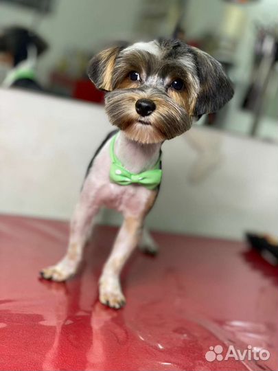 Вязка Йорк Бивер