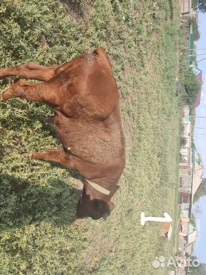 Продам телят