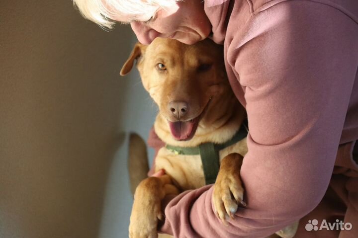 Шарпей Иветта