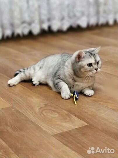 Британская