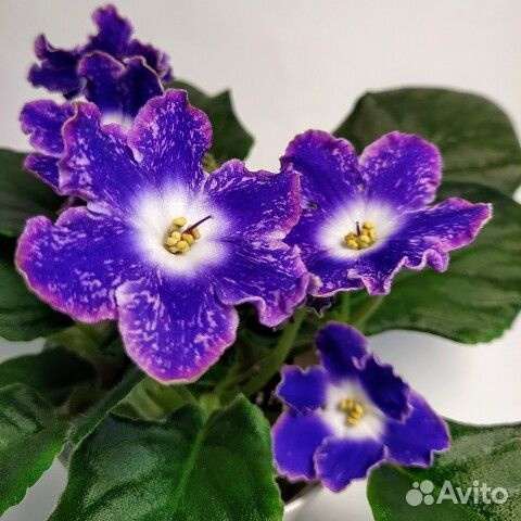 Детки сортовых фиалок