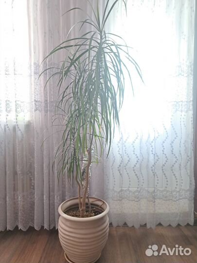 Пальма драцена