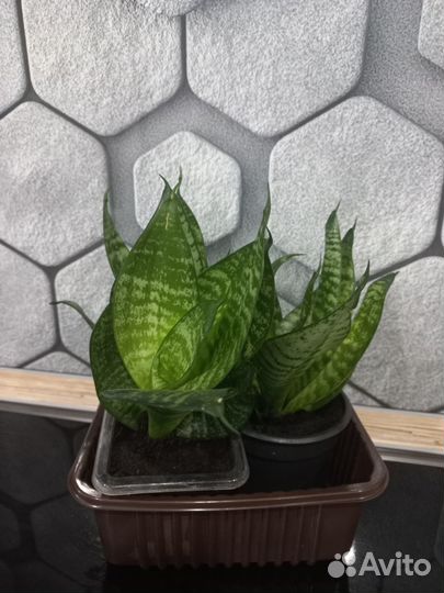 Сансевьера ханни