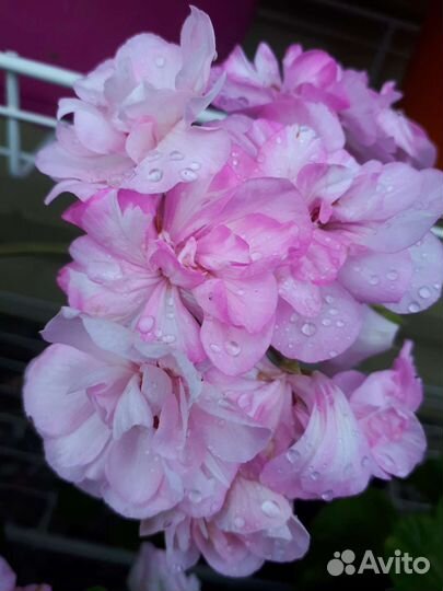 Пеларгония герань ю моя прелесть