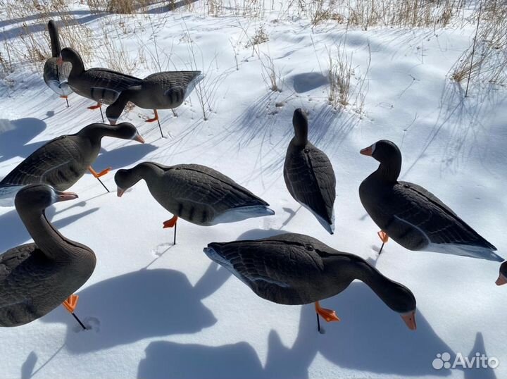 Чучела гусей Белолобых 3 D 10шт