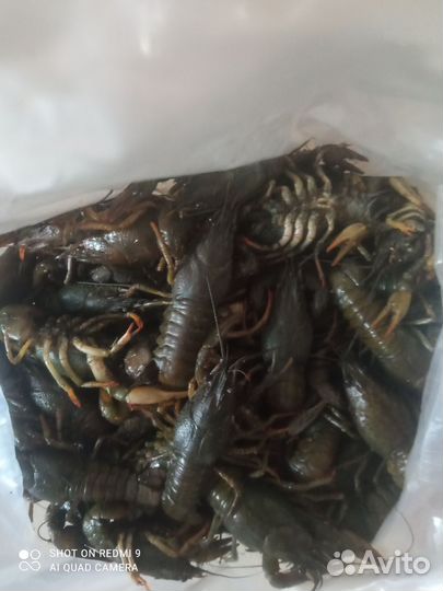 Живые раки